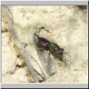 z Parasit des Bienenwolf - Hedychrum rutilans - Goldwespe 01.jpg